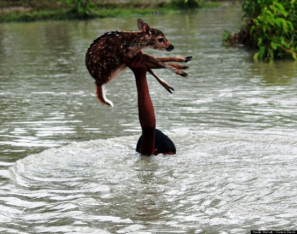 These Amazing People Risked Their Lives To Save Animals image Baby Deer Saved From Flood Waters 600x472