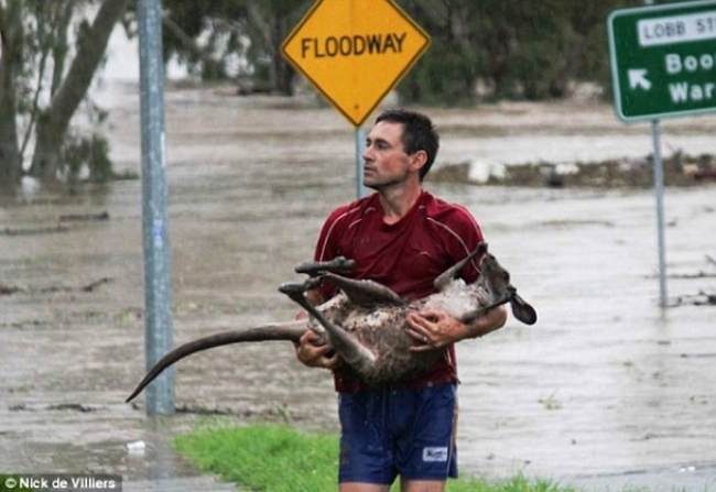 These Amazing People Risked Their Lives To Save Animals image Kangaroo Saved from Flood Waters