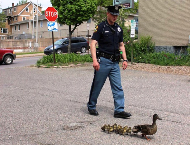 These Amazing People Risked Their Lives To Save Animals image Police Officer Walks Ducks Across the road