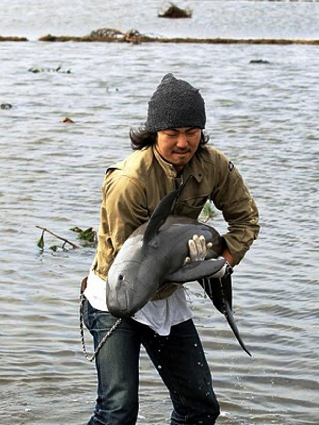 These Amazing People Risked Their Lives To Save Animals image Porpoise Saved from Rice Field After Flood