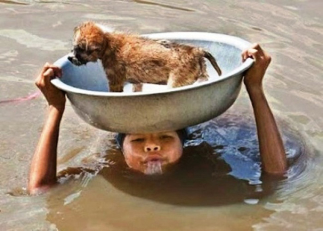 These Amazing People Risked Their Lives To Save Animals image Puppy Saved from flood waters