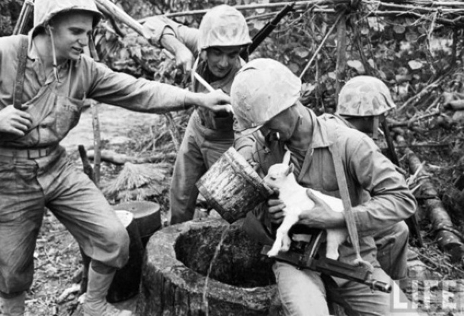 These Amazing People Risked Their Lives To Save Animals image Sheep Saved During Okinawa Fighting