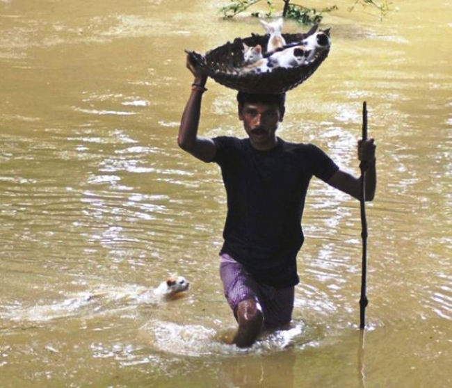 These Amazing People Risked Their Lives To Save Animals image Walking Kittens Through Flood Waters