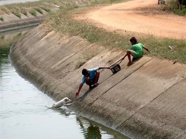 These Amazing People Risked Their Lives To Save Animals image Young Boys Save Dog From Reservoir