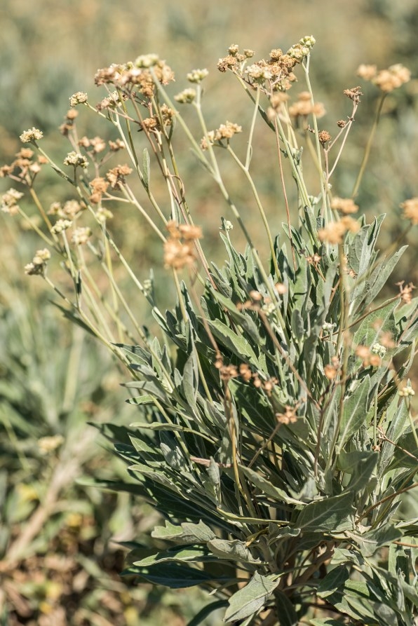 Why Bridgestone is investing $42 million in desert shrubs